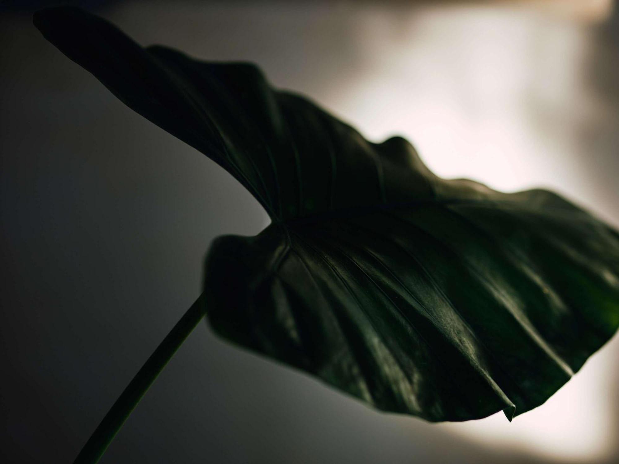 Fairmont Nile City Cairo Exterior photo A leaf of Philodendron bipinnatifidum